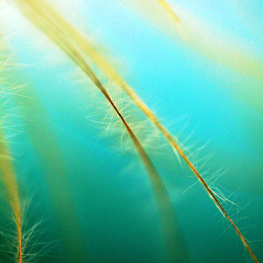 aqua-stems.jpg