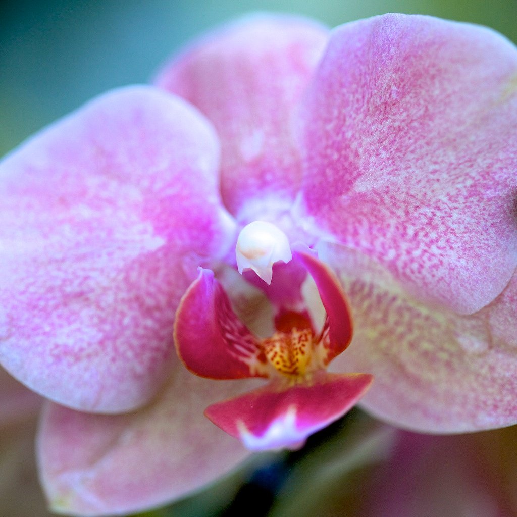 Orchid-3.jpg